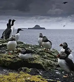 Image 11Puffins and guillemots on Lunga in the Treshnish Isles, with Bac Mòr (known as Dutchman's Cap for its distinctive shape) in the background Credit: Simaron