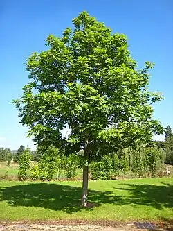 Image 18Fraxinus excelsior (from List of trees of Great Britain and Ireland)