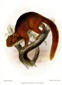 Drawing of brown squirrel