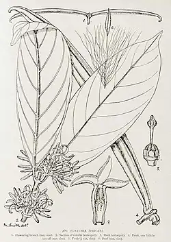 Funtumia africana (heterosynonym: Funtumia latifolia)]]