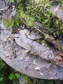 Fussell's Lower Works: an iron edge tool works, 210&nbsp;m south east of Wadbury