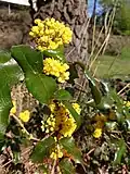Mahonia naturalised under birches on Anthill Meadow