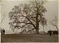 L'olmo di Albugnano, Piedmont, c.1900