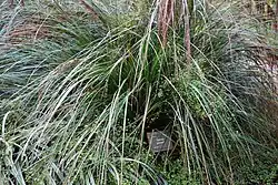 Gahnia procera - Dunedin Botanic Garden