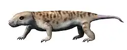 Galesaurus planiceps