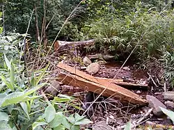 Forest theft/ Logging