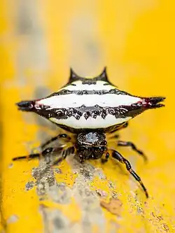 G. geminata Lalbagh Botanical Garden, Bangalore, India
