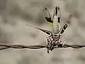 Grasshopper with its head stuck in a barbed wire fence displays its yellow back wings