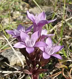 A German gentian flowering with five visible blooms, each with five sharp pointed petals opening up from a floral tube with a ring of long lighter colored hairs extending from the mouth of the flower at the top of reddish-purple stems with purplish, narrow, pointed leaves just visible underneath. In the background there are blurry grass leaves, some green, some faded.