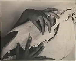 Alfred Stieglitz, Georgia O'Keeffe, Hands and Horse Skull, photograph, 1931 (The Metropolitan Museum of Art)