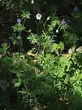Plant of Geranium columbinum