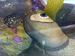 Living specimen of Megathura crenulata (Giant keyhole limpet) with mantle extended over shell.