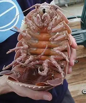 A giant isopod (Bathynomus giganteus) may reach up to 0.76&nbsp;m (2&nbsp;ft 6&nbsp;in) in length.