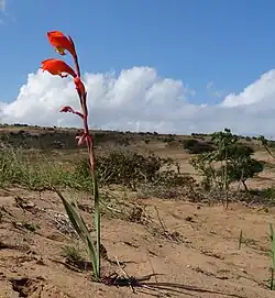Wild plant in dunes of Mozambique