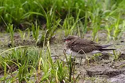 Collared pratincole, near Stockholm