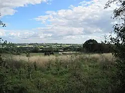 Horses grazing in Glebe Lane Pastures