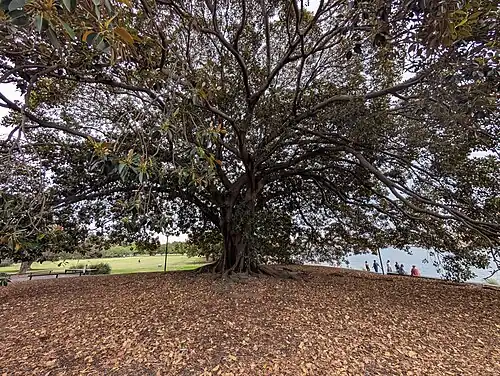 One of the two large figs at the Glebe foreshore, Sydney