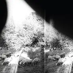 A blurry, black-and-white photograph of sheep grazing in a field with trees in the background.