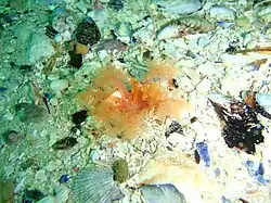 Thyone aurea, a Phyllophoridae