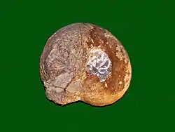 Fossil of "Goniatites bohemicus" from Bavaria, on display at Galerie de paléontologie et d'anatomie comparée in Paris