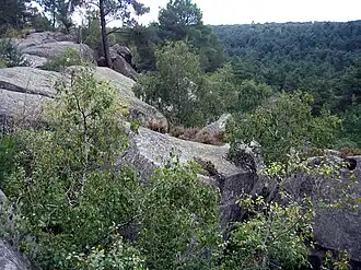 View of the forest of Fontainebleau in Seine-et-Marne