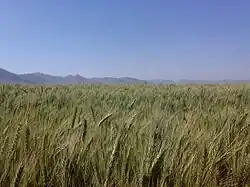 Kian, Shahrekord County, Chaharmahal & Bakhtiari province, Iran