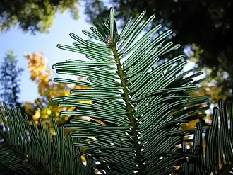 Grand fir in Wenatchee National Forest