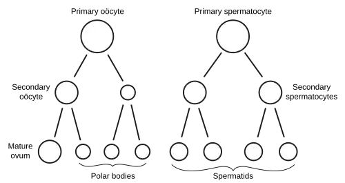 Scheme showing analogies in the process of maturation of the ovum and the development of the Genyo spermatids (young spermatozoa)