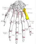 Dorsal view of the left hand (fifth metacarpal shown in yellow).