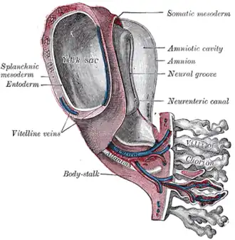 Model of human embryo 1.3&nbsp;mm. long.
