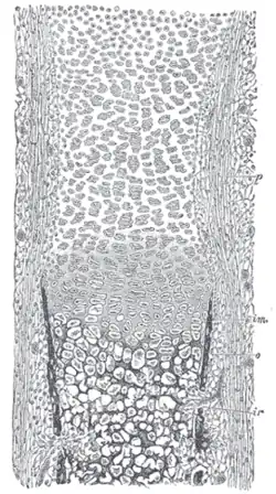 Section of fetal bone of cat. ir. Irruption of the subperiosteal tissue. p. Fibrous layer of the periosteum. o. Layer of osteoblasts. im. Subperiosteal bony deposit.