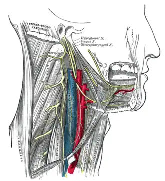 Hypoglossal nerve, cervical plexus, and their branches