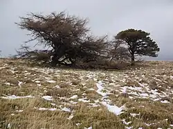 Larch and pine trees on the top of the east ridge of Great Mell Fell