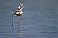 Greater flamingo (sub adult)