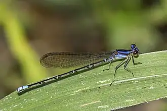 Green-eyed dancer A. frequentula female