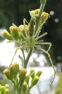 In a garden, Big Bear City, CA 92314