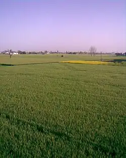 View of Farms in Buttar Sivia, Amritsar