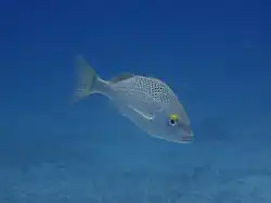 Haemulon scudderii, the grey grunt, is a host of K. mexicanus