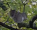 Grey squirrel, Sciurus carolinensis, with sycamore fruits