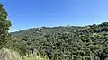 Northern and Eastern-facing areas on Las Trampas Ridge are thickly forested with oak and laurel trees (April 9th, 2022)