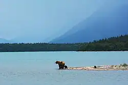 Bears at Naknek Lake