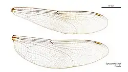 Female wings