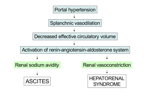 Diagram: portal hypertension leads to splanchnic vasoconstriction, which decreases effective cirulatory volume. This activates the renin–angiotensin–aldosterone system, which leads to ascites due to kidney sodium avidity and hepatorenal syndrome due to kidney vasoconstriction.