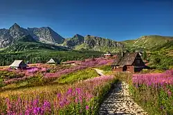 View of Hala Gąsienicowa from the blue hiking trail through Rówienki