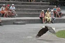 Bald eagle at a bird show