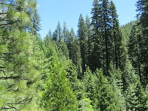 Forest in Placer County, Sierra Nevada, Tahoe National Forest, California.
