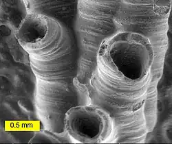 SEM image of a hederelloid from the Devonian of Michigan (largest tube diameter is 0.75&nbsp;mm). The SEM is used extensively for capturing detailed images of micro and macro fossils.