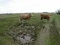 Heifers and sheep