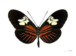 H. m. penelope female, dorsal