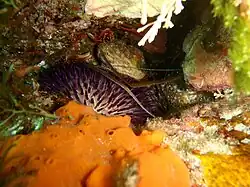 Heliocidaris erythrogramma